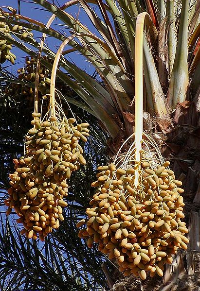 dates. It#39;s still a date (or palm)